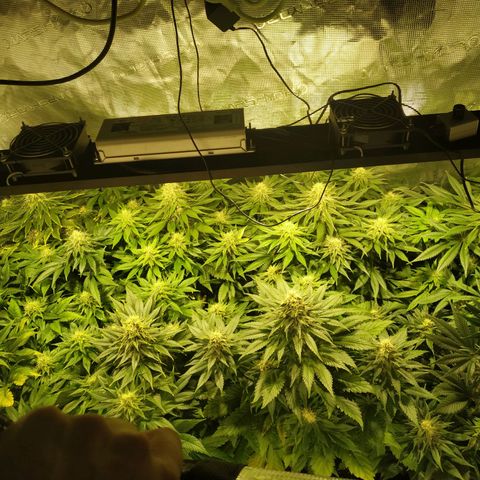Northern Lights growlog timeline photo
