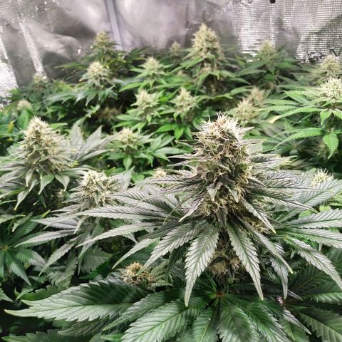Northern Lights growlog timeline photo