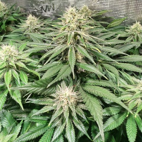 Northern Lights growlog timeline photo