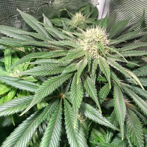 Northern Lights growlog timeline photo