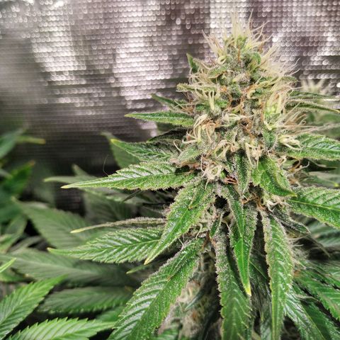 Northern Lights growlog timeline photo