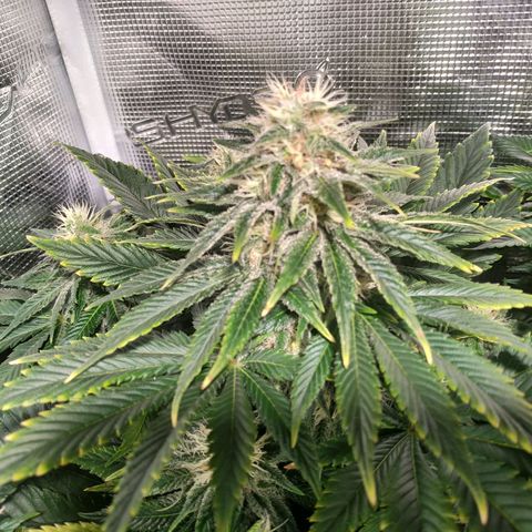 Northern Lights growlog timeline photo