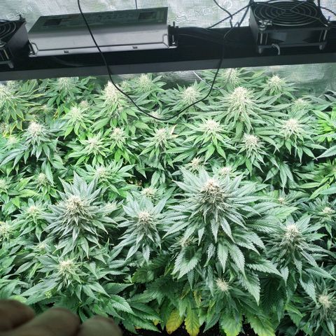 Northern Lights growlog timeline photo