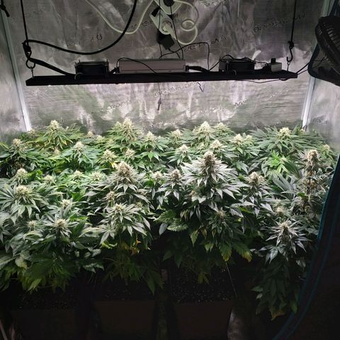 Northern Lights growlog timeline photo