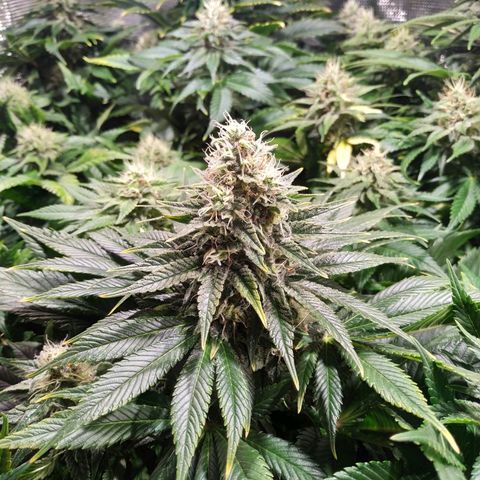 Northern Lights growlog timeline photo