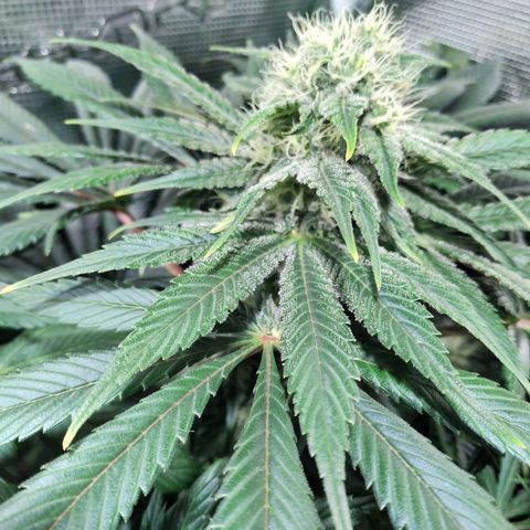 Northern Lights growlog timeline photo