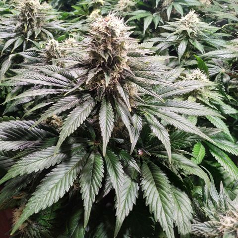 Northern Lights growlog timeline photo