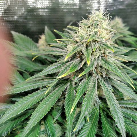 Northern Lights growlog timeline photo