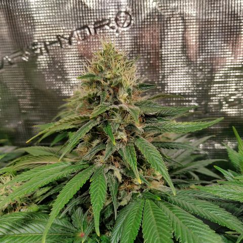 Northern Lights growlog timeline photo