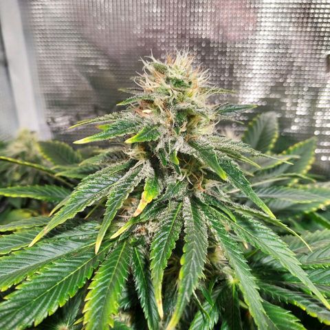 Northern Lights growlog timeline photo