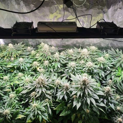 Northern Lights growlog timeline photo