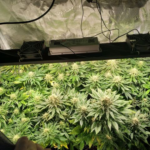 Northern Lights growlog timeline photo