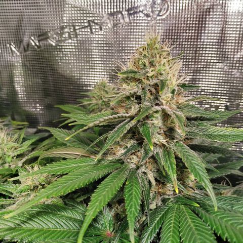 Northern Lights growlog timeline photo