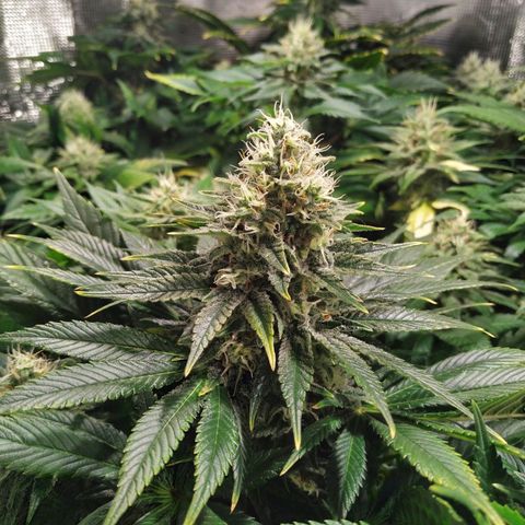 Northern Lights growlog timeline photo