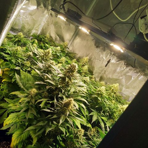 Northern Lights growlog timeline photo