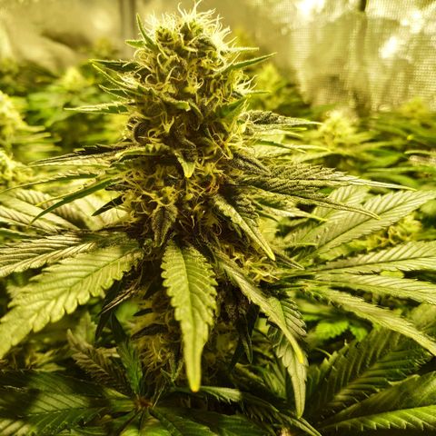 Northern Lights growlog timeline photo