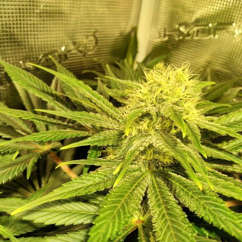 Northern Lights growlog timeline photo