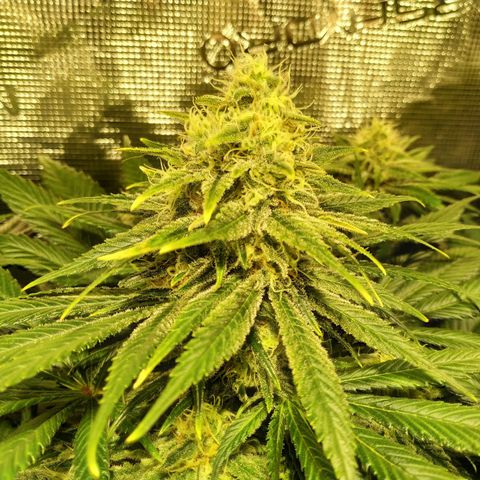 Northern Lights growlog timeline photo