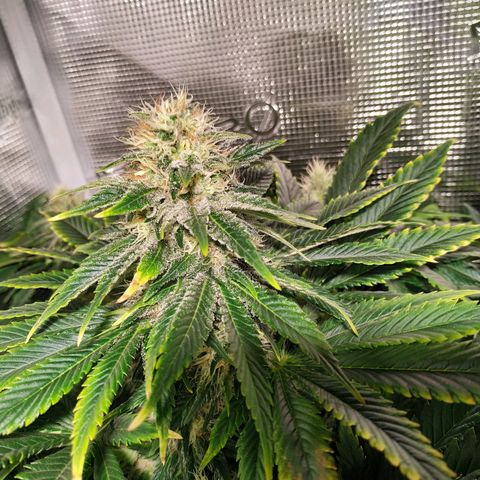Northern Lights growlog timeline photo