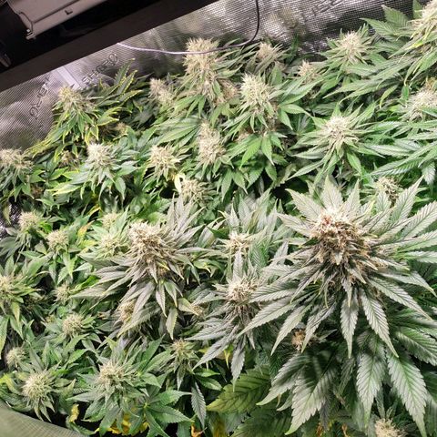 Northern Lights growlog timeline photo