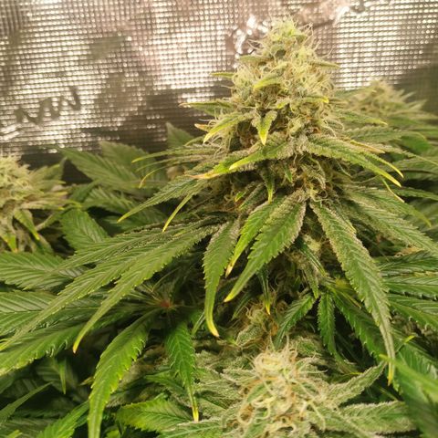 Northern Lights growlog timeline photo
