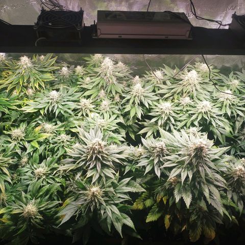 Northern Lights growlog timeline photo
