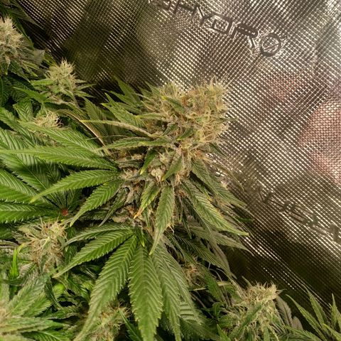 Northern Lights growlog timeline photo