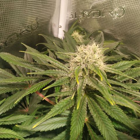 Northern Lights growlog timeline photo