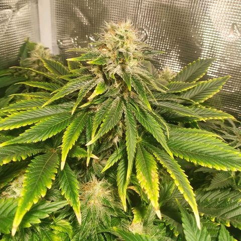 Northern Lights growlog timeline photo