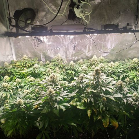 Northern Lights growlog timeline photo