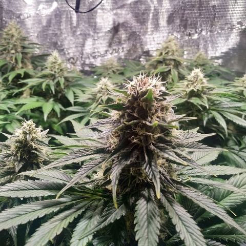 Northern Lights growlog timeline photo