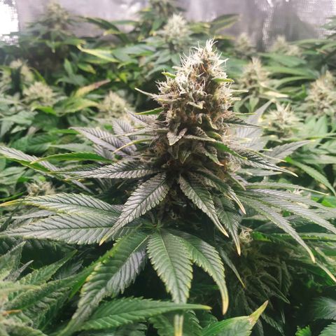 Northern Lights growlog timeline photo