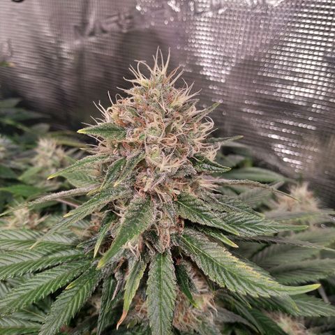 Northern Lights growlog timeline photo