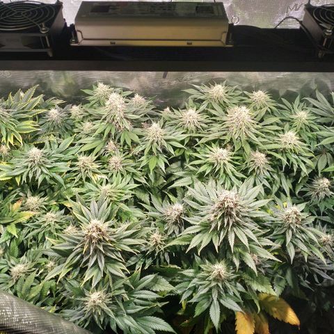 Northern Lights growlog timeline photo