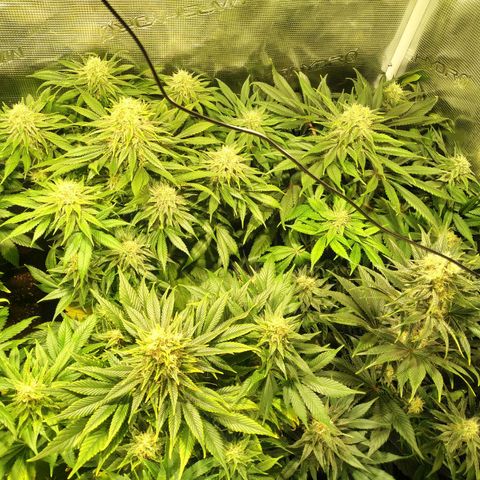 Northern Lights growlog timeline photo