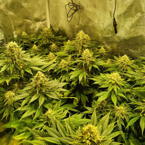 Northern Lights growlog timeline photo