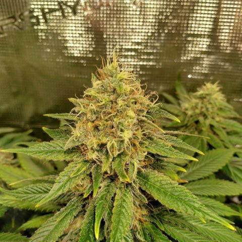 Northern Lights growlog timeline photo
