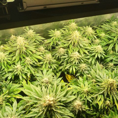 Northern Lights growlog timeline photo