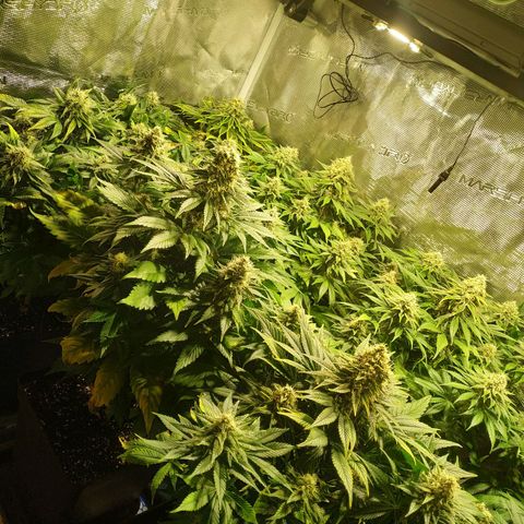 Northern Lights growlog timeline photo