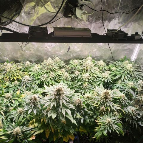 Northern Lights growlog timeline photo