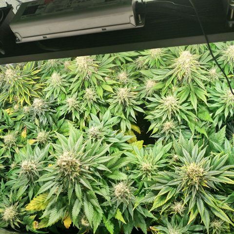 Northern Lights growlog timeline photo