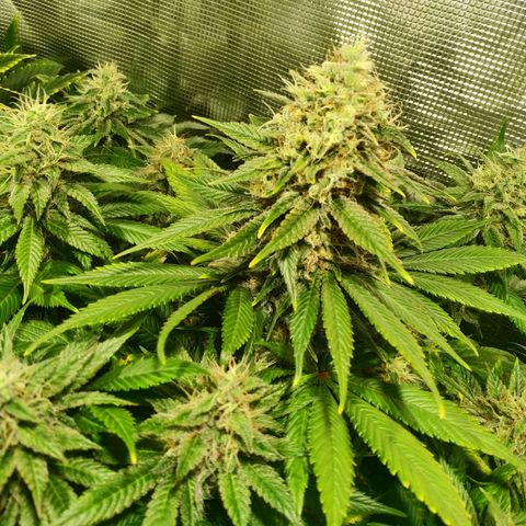 Northern Lights growlog timeline photo