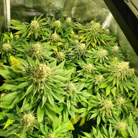 Northern Lights growlog timeline photo