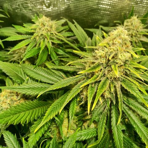 Northern Lights growlog timeline photo