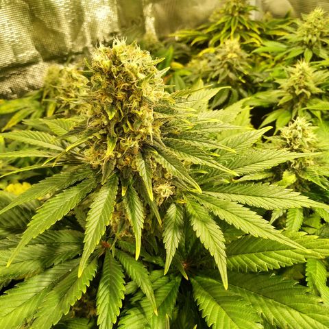 Northern Lights growlog timeline photo