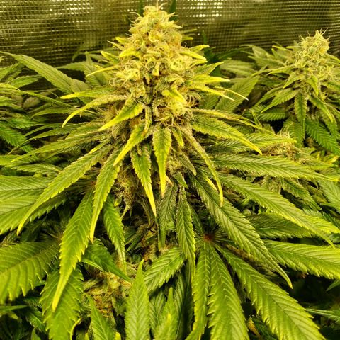 Northern Lights growlog timeline photo