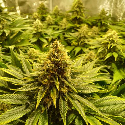 Northern Lights growlog timeline photo