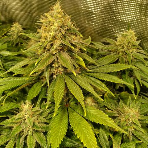 Northern Lights growlog timeline photo