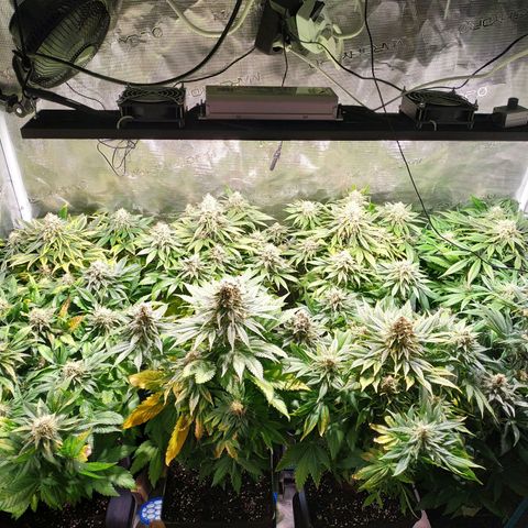 Northern Lights growlog timeline photo
