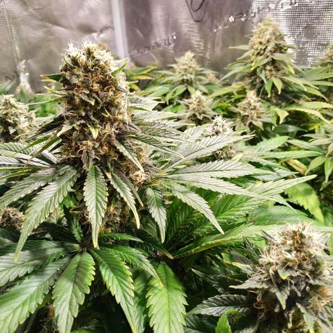 Northern Lights growlog timeline photo